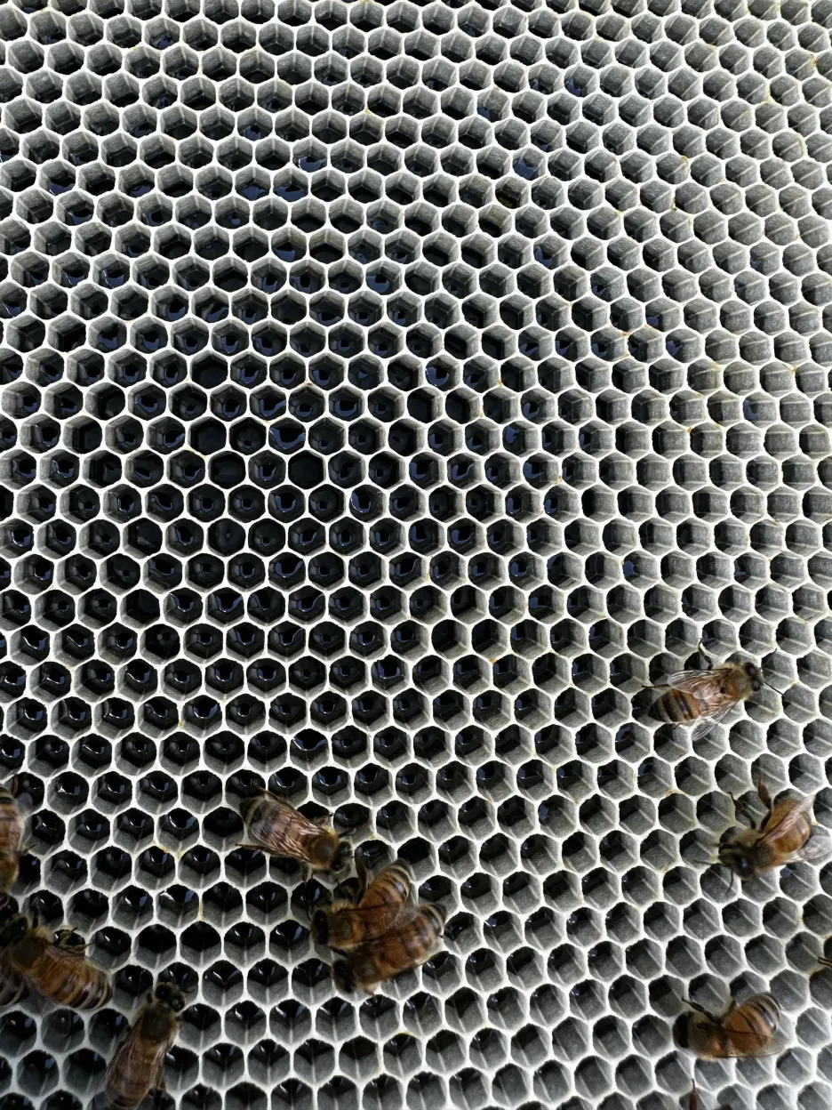 A hive-top feeder being filled with sugar syrup for honey bees.