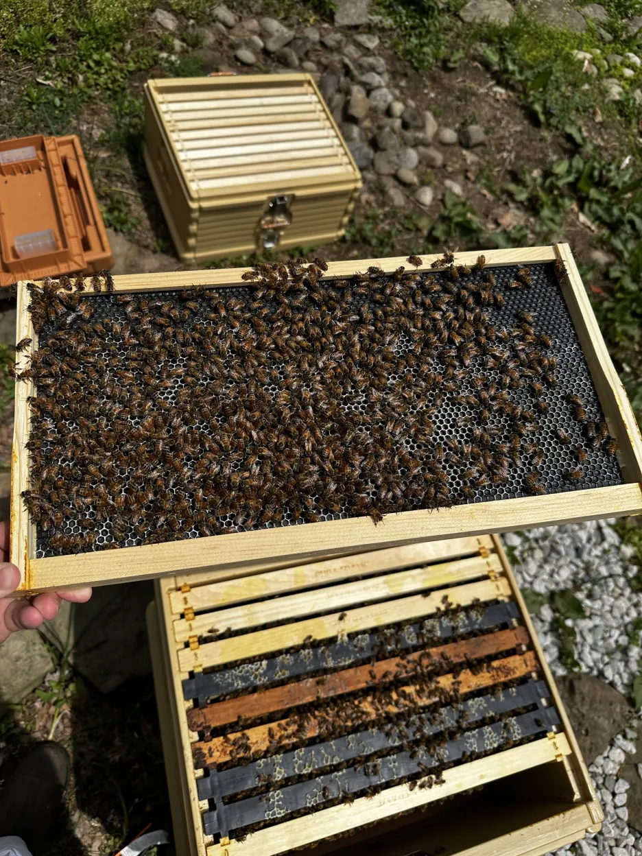 A beekeeper splitting a hive into two boxes during a walk-away split.