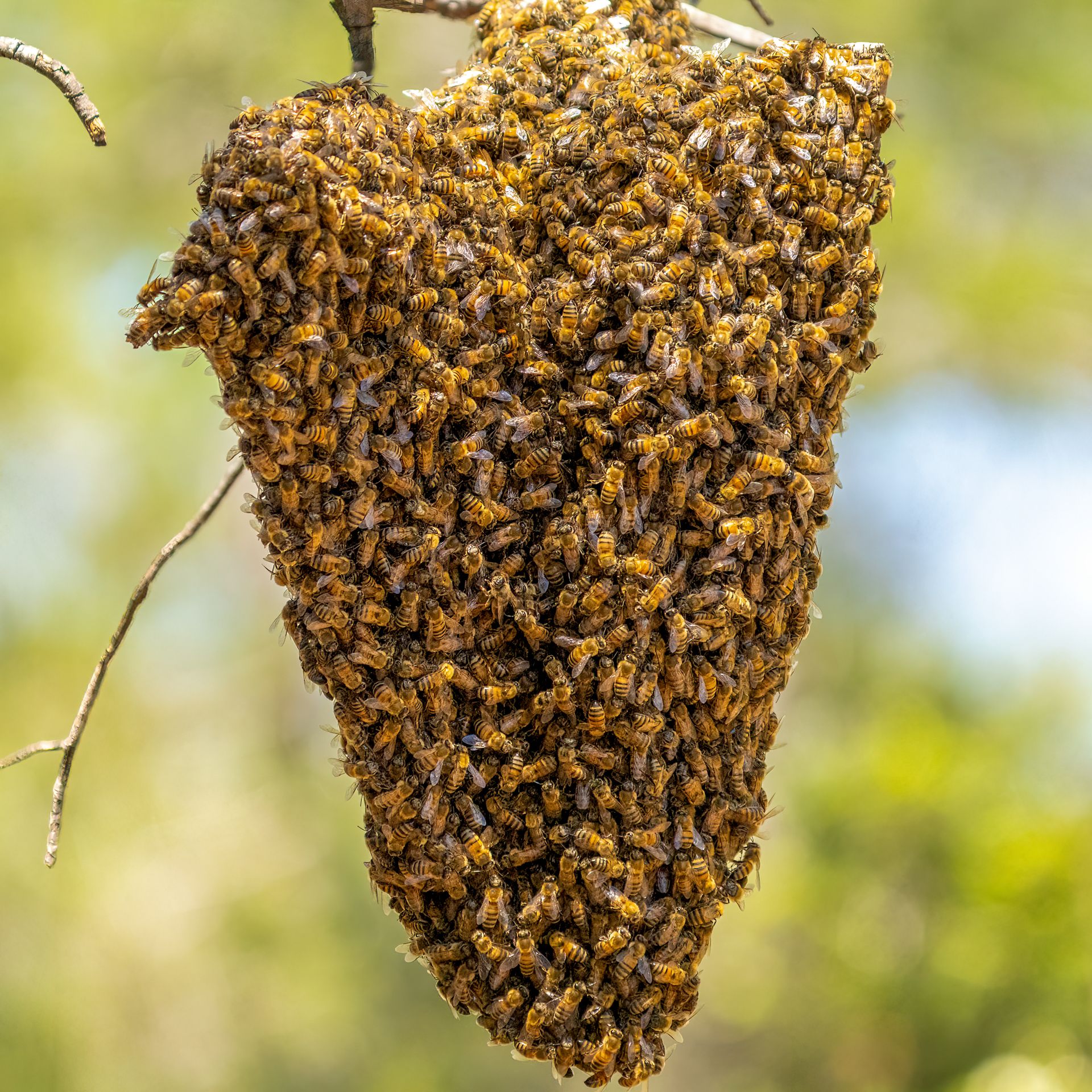 A swarm of honey bees clustered on a tree branch after leaving the hive.
