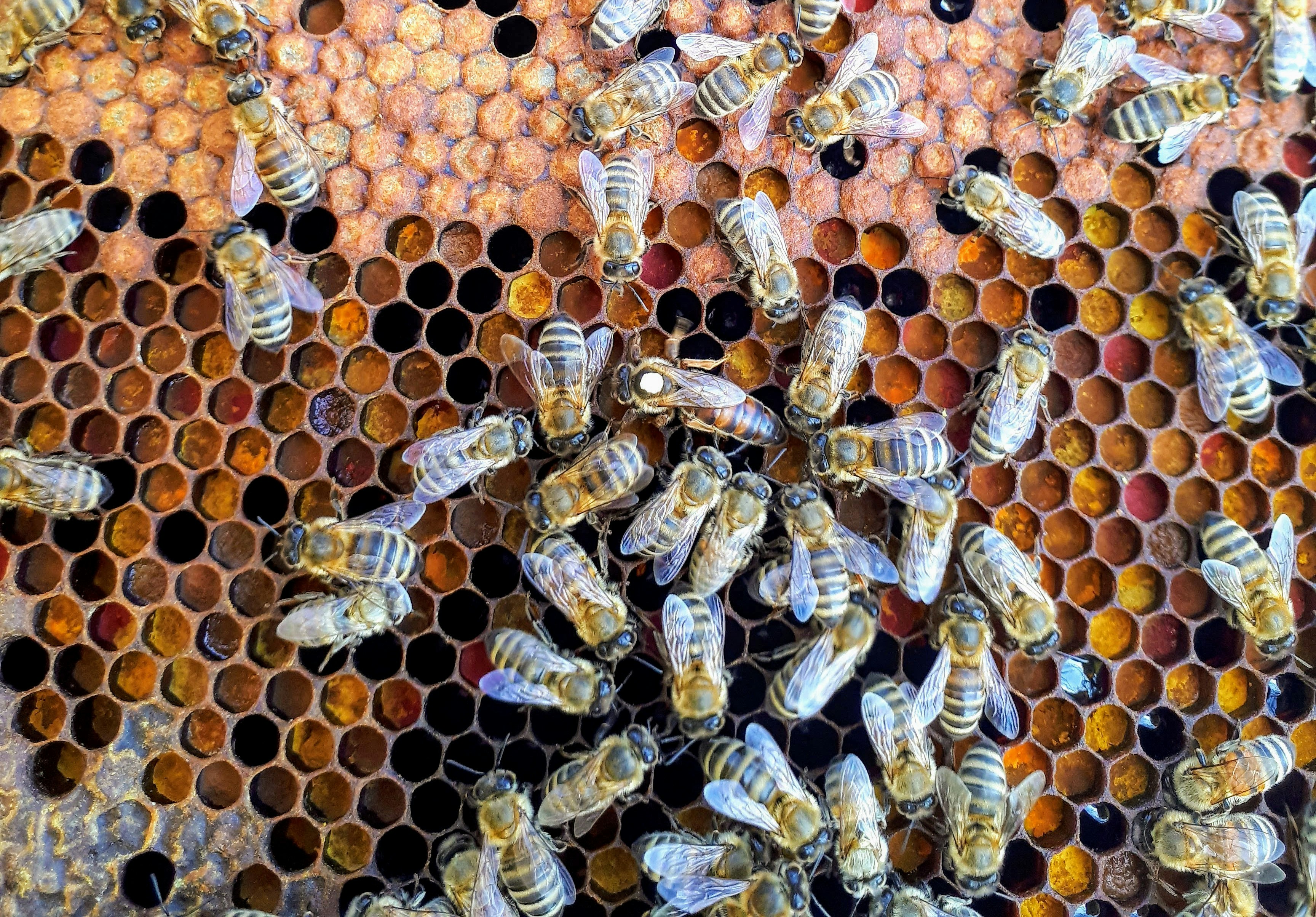 A queen bee marked with a colored dot on her thorax, surrounded by workers.
