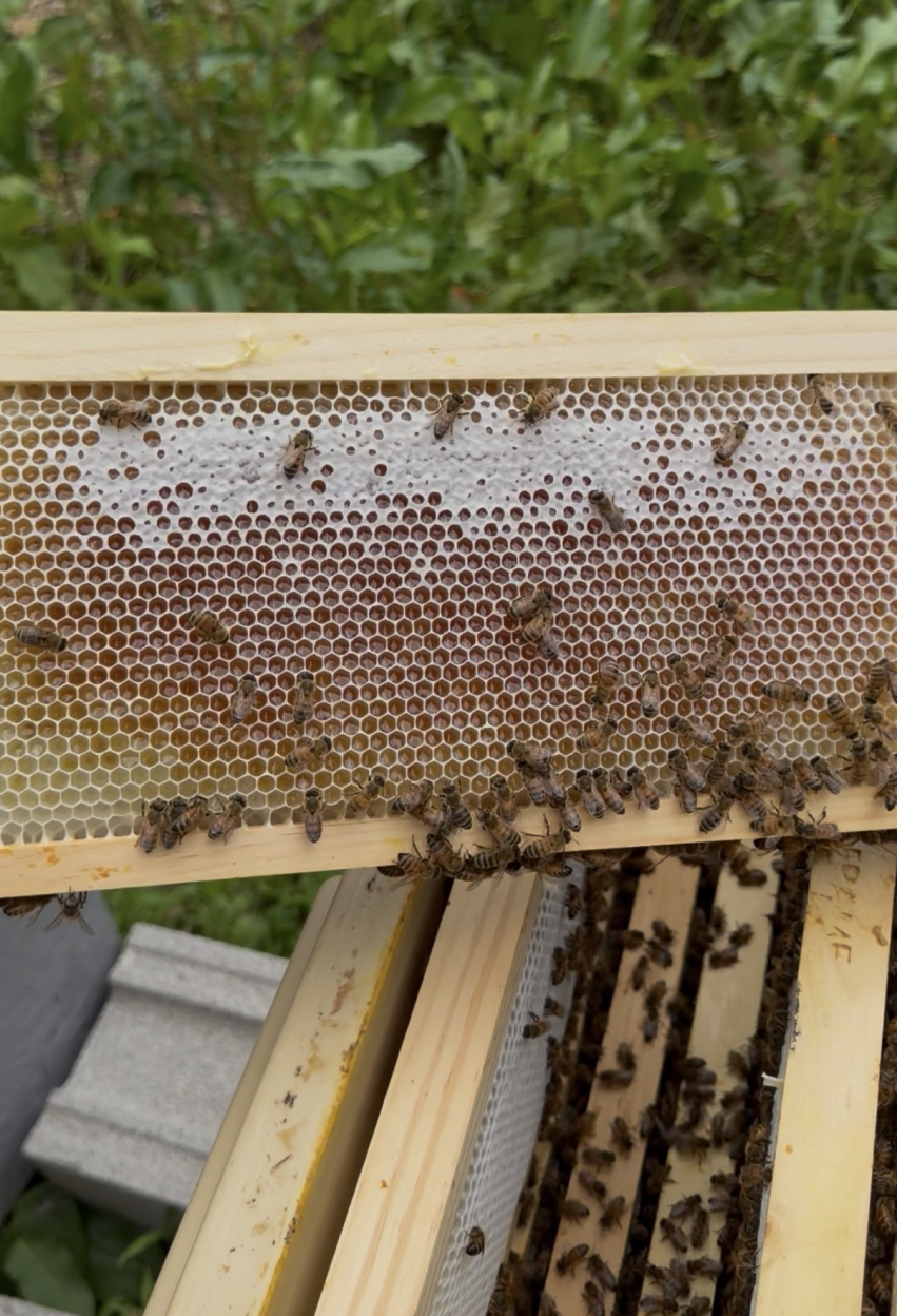 A fully capped frame of honey held up against the light.