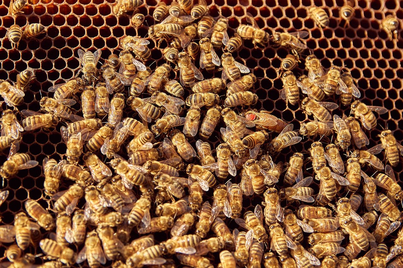 A queen honey bee surrounded by workers on a frame of new comb.